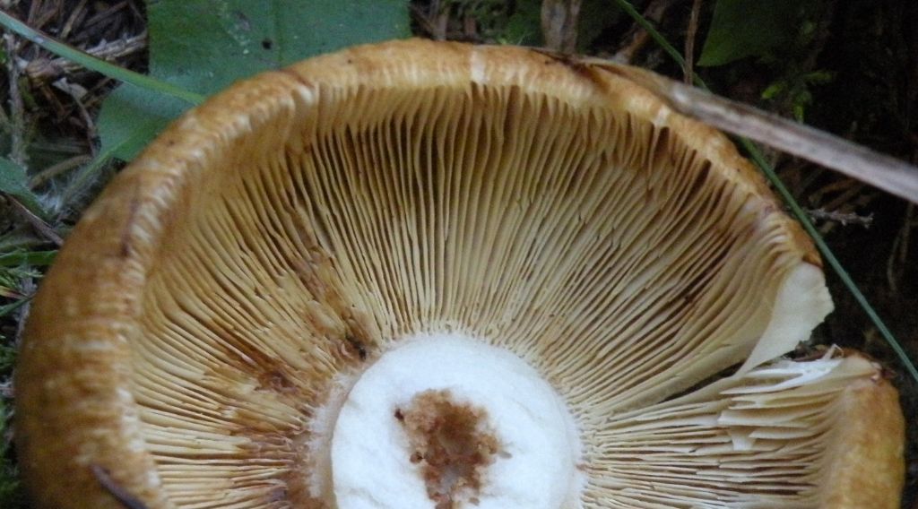 Forse Russula laurocerasi?